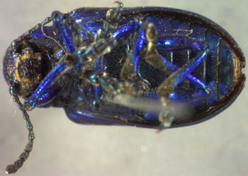 Media type: image;   Entomology 4322 Aspect: habitus ventral view